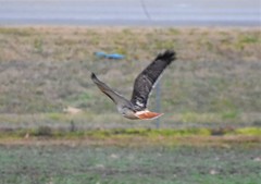 Buteo jamaicensis