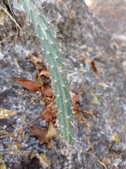 Selenicereus nelsonii