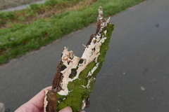 Steccherinaceae