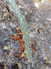 Selenicereus nelsonii