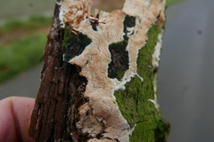 Steccherinaceae