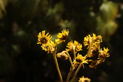 Espeletia boyacensis