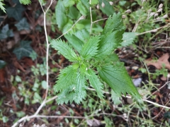 Urtica urens