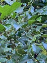 Cassinopsis ilicifolia