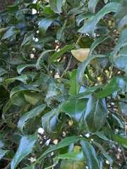 Cassinopsis ilicifolia