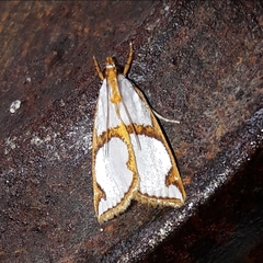 Argyria croceivittella