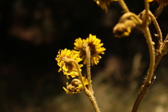 Espeletia boyacensis