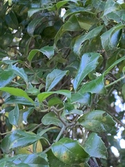 Cassinopsis ilicifolia