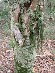 Vittaria lineata image