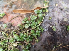 Veronica serpyllifolia
