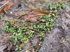 Veronica serpyllifolia