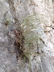 Tillandsia socialis