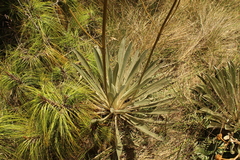 Espeletia boyacensis