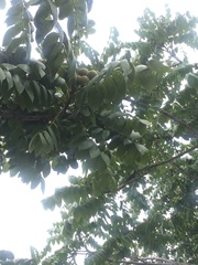 Juglans neotropica