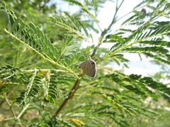 Hemiargus ceraunus filenus