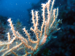 Simnia spelta