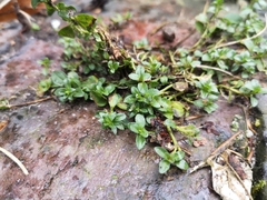 Veronica serpyllifolia