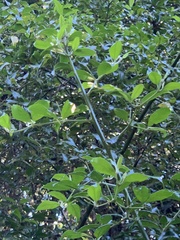 Cassinopsis ilicifolia