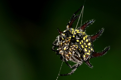 Gasteracantha curvispina