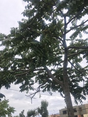 Juglans neotropica