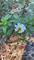 Bidens alba