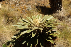 Espeletia guacharaca