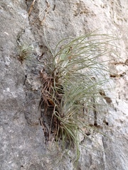 Tillandsia socialis