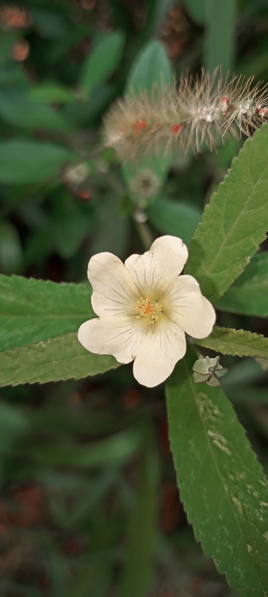 Sida rhombifolia