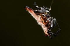 Gasteracantha curvispina