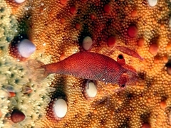 Zenopontonia noverca