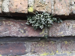 Asplenium ruta-muraria