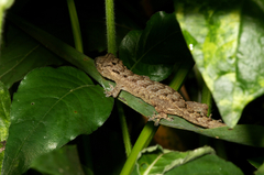 Hemidactylus muriceus image