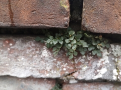 Asplenium ruta-muraria