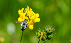 Megachile pollinosa