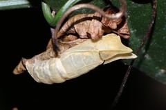 Charaxinae