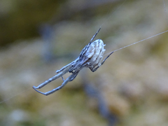Uloborus walckenaerius
