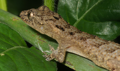 Hemidactylus muriceus