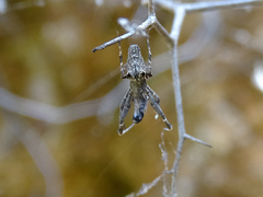 Uloborus plumipes