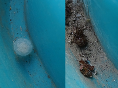 Steatoda triangulosa