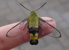 Cephonodes hylas virescens