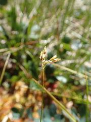 Carex williamsii