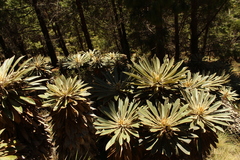 Espeletia guacharaca