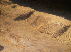 Prodasineura laidlawii