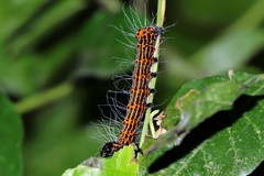 Chelonomorpha japana