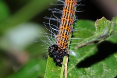 Chelonomorpha japana