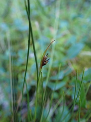 Juncus biglumis