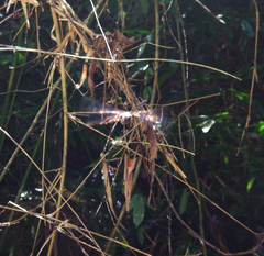 Zygonyx iris malayanus