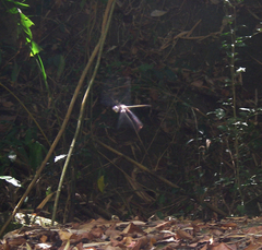 Zygonyx iris malayanus