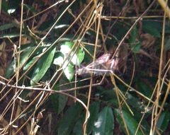 Zygonyx iris malayanus