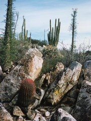 Ferocactus gracilis